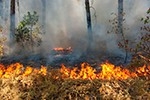 В Забайкалье нашли "лесного поджигателя"