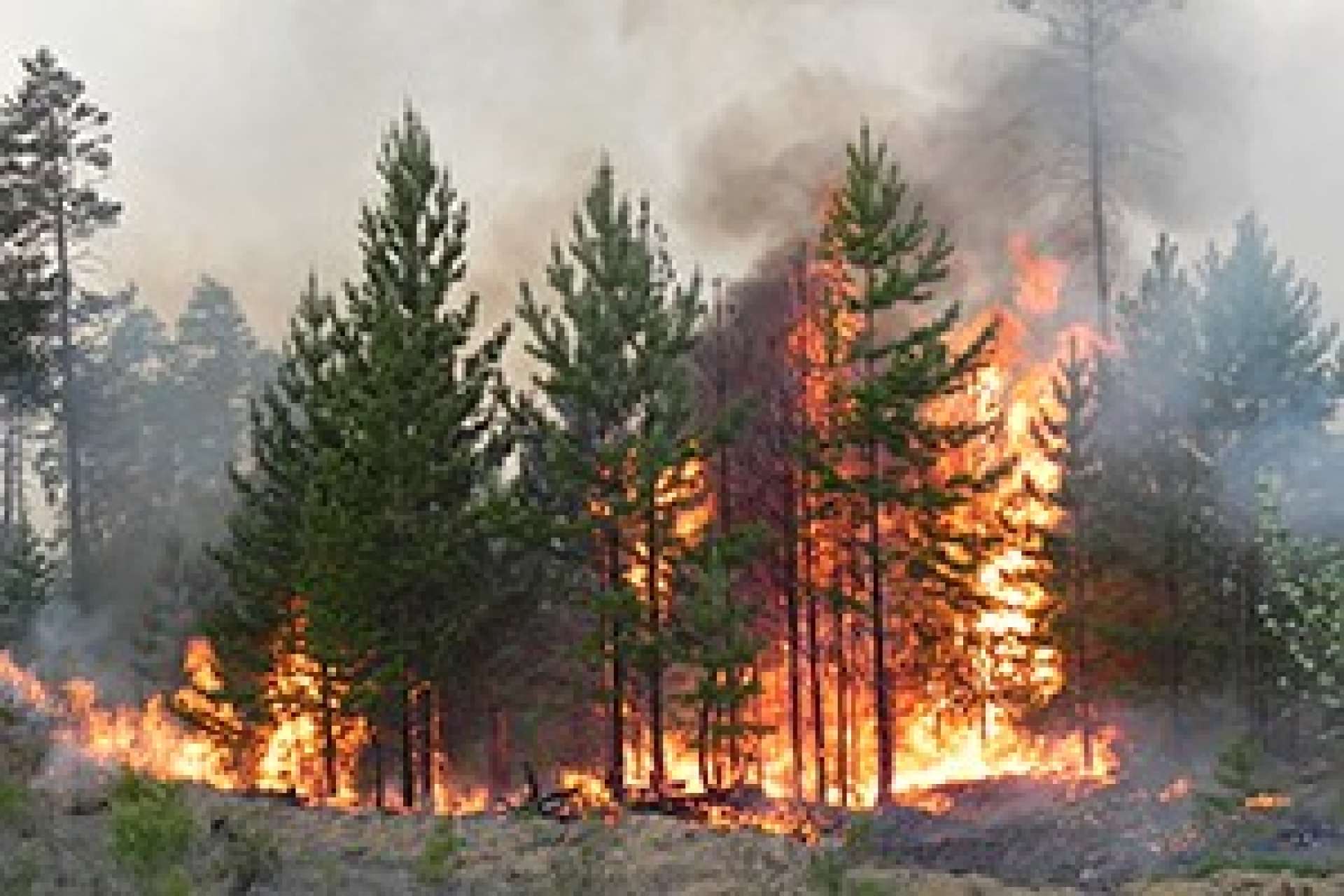 Пожары в Бурятии вспыхнули с новой силой