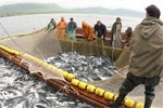 Ловят рыбку в мутной воде