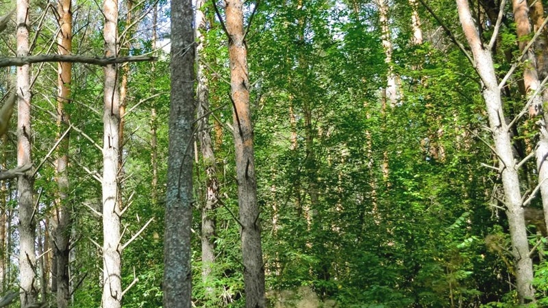 В Красноярском крае завели 6 уголовных дел за незаконную вырубку леса