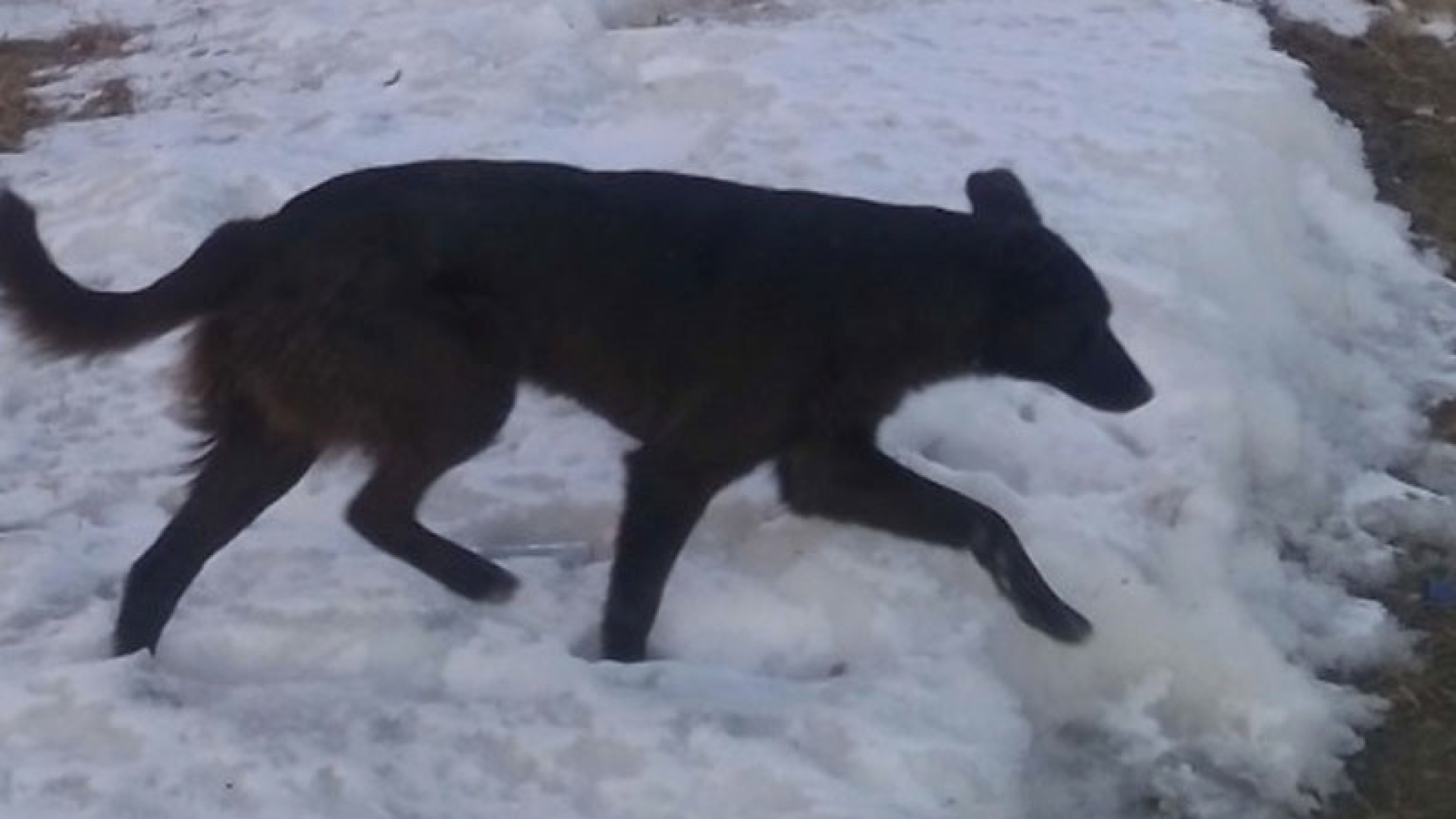 В Якутии стая бродячих собак напала на школьника