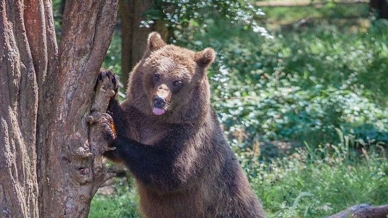 Мужчина перепутал родственника с медведем и застрелил его