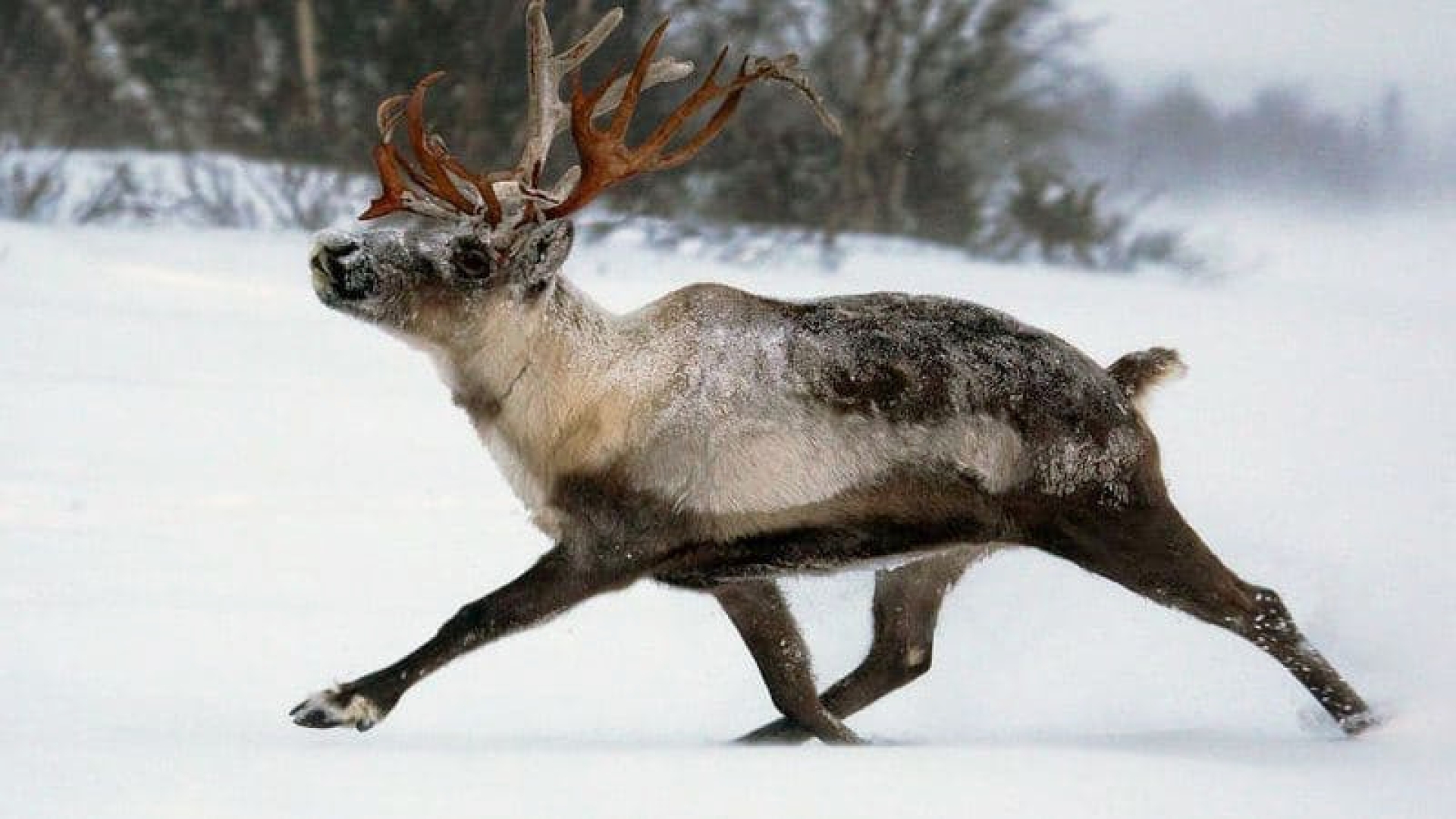 В лесах Чехии скрывается "вооруженный" олень