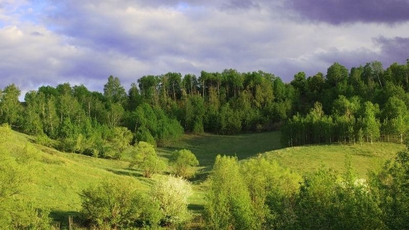 Лес рубят, "радаевские" не летят