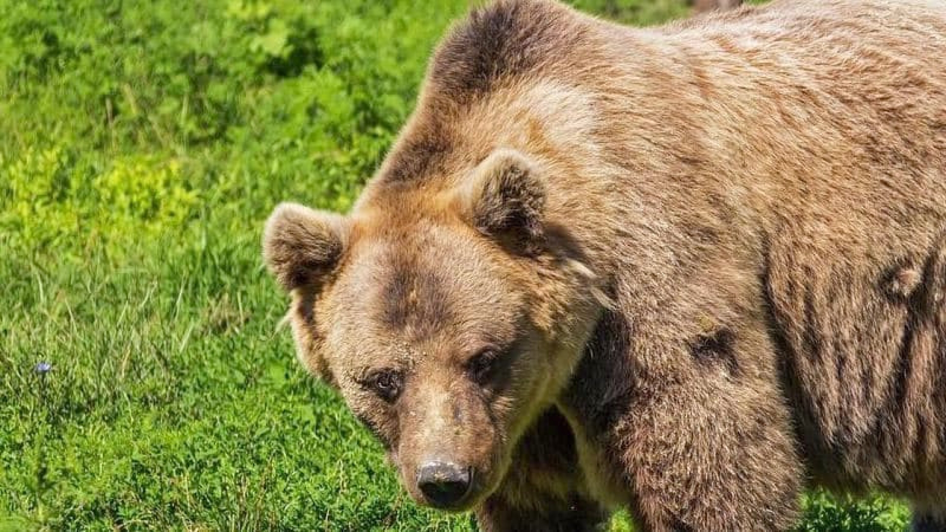 В США девушка подралась с медведем, защищая собак