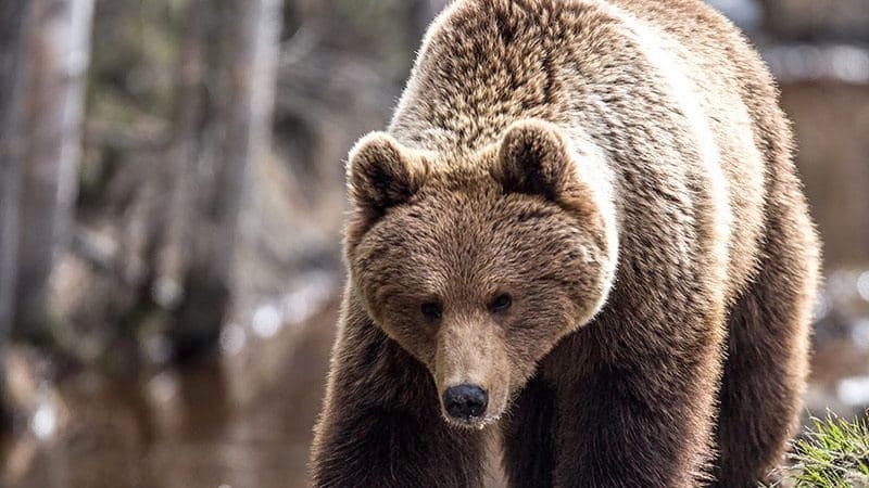 Медведь напал на туристов в Красноярском крае