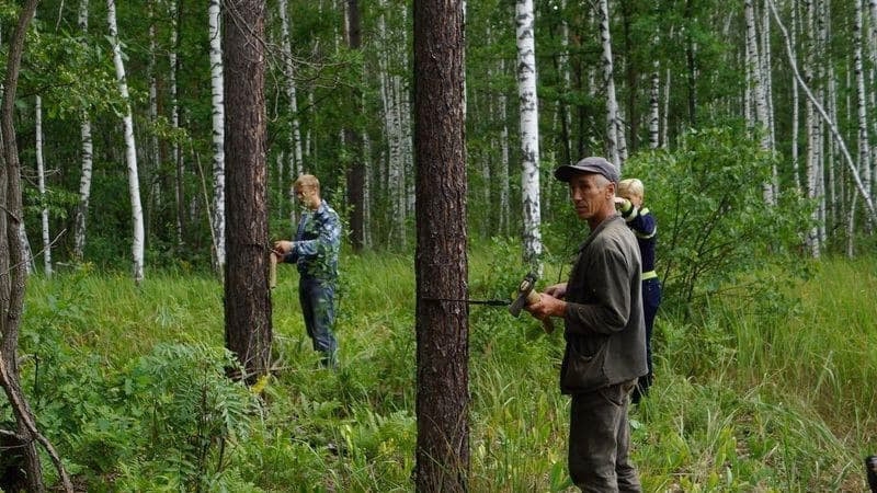 Минприроды выступило против приватизации лесов