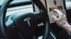 Tesla увеличила чистую прибыль почти в восемь раз в 2021 году