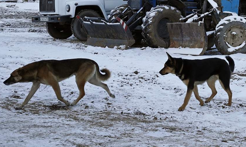 В Забайкалье осуждена женщина, чьи собаки насмерть растерзали школьницу