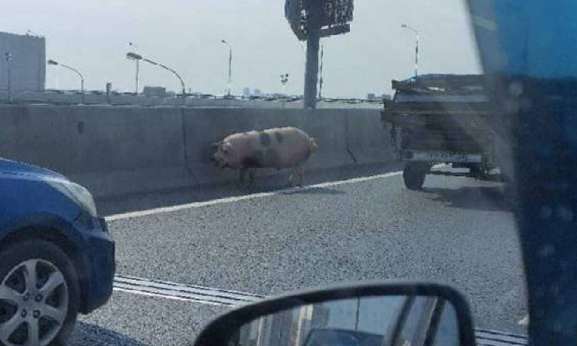 Огромную свинью на МКАД в Москве поймали с помощью одеяла