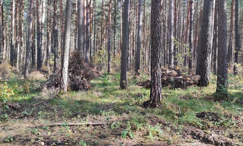 Два крупных участка Есаульского бора в Красноярском крае передали в частные руки