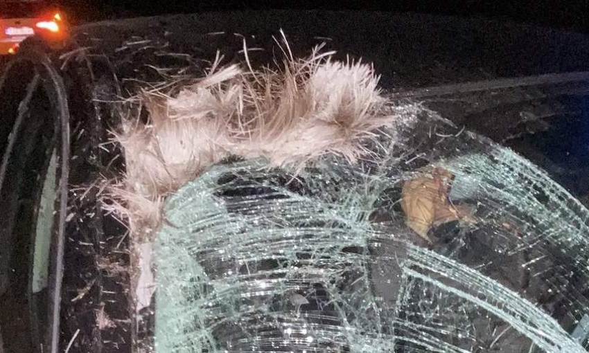 Автомобиль министра обороны Эстонии Ханно Певкура попал в ДТП с лосем