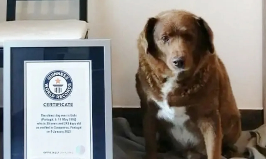 Самой старой собакой в мире стал 30-летний пёс Бобби из Португалии