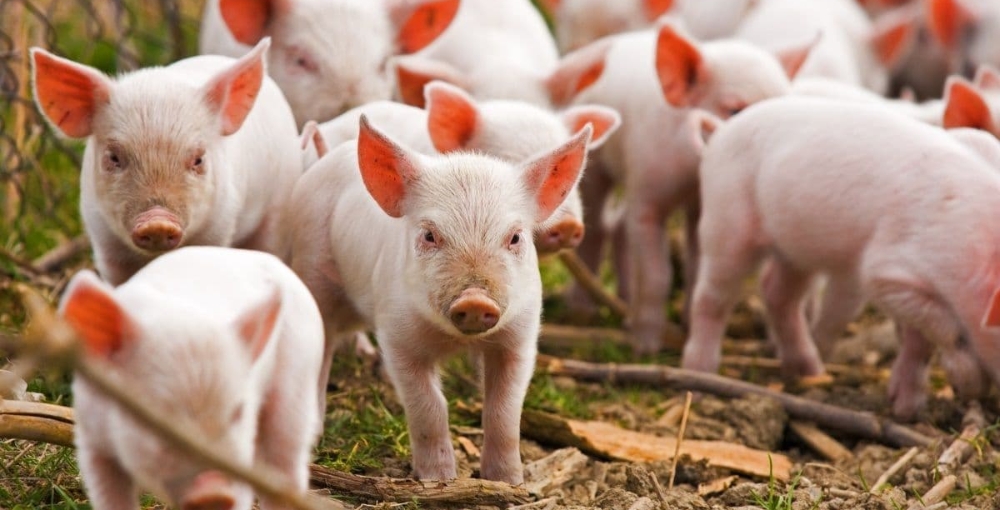 В 2023 году РФ нарастила выпуск продукции свиноводства