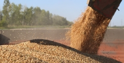 Минсельхоз сообщил о сборе 147 миллионов тонн зерна в 2023 году