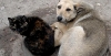 На Чукотке разрешили усыплять бездомных собак
