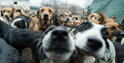 Во Владимирской области жалуются на жестокое обращение с животными