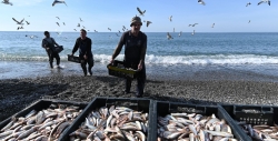 Правительство РФ поддержит рыболовство в Азовском и Черном морях