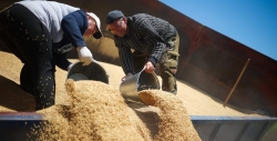 Норвегия намерена создать запас зерна на случай пандемии или боевых действий