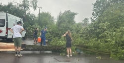 Женщина погибла из-за упавшего дерева на проспекте Юрия Гагарина